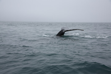 Fototapeta premium whale tail in the water