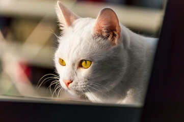 Gato blanco