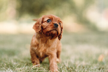 cute cavalier king charles spaniel puppies