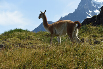 guanaco