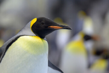 king penguin in polar regions