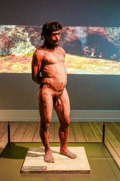 Copenhagen, Denmark The Museum of Natural History and a Neanderthal man in an exhibit.