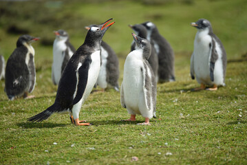 Penguin