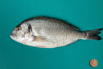 Raw dorada on a blue background. Top view
