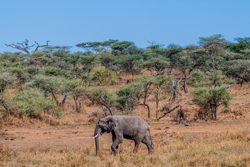 Wild elephant in Serengeti national park