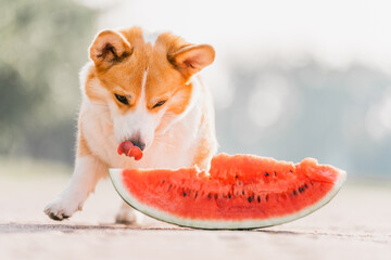 Corgi dog eats watermelon
