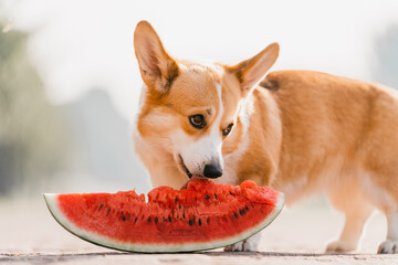Corgi dog eats watermelon