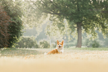 Corgi dog in the park