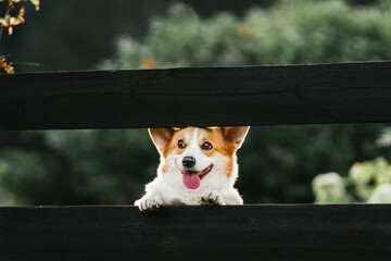 Corgi dog in the park
