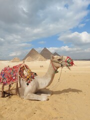 Pyramiden von Gizeh mit Kamel