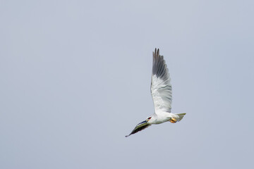 Black-winged kite in flight