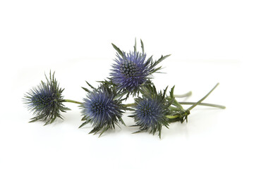 Flowers  Mediterranean sea holly isolated on white background. Blue sea holly thistles, Eryngium bourgatii.