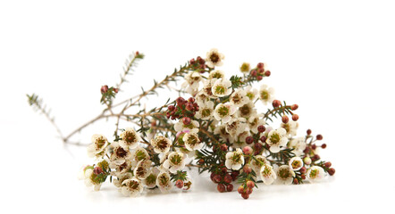 Waxflowers isolated on white background. Border of flowers Darwinia uncinata, Chamelaucium uncinatum.