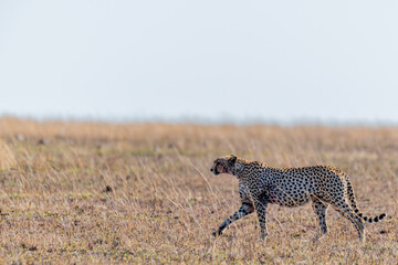 Wild cheetah in serengeti national park
