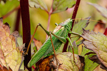 Orthopteran