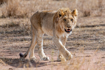 Wild young lion in the Serengeti National Park in the heart of Africa