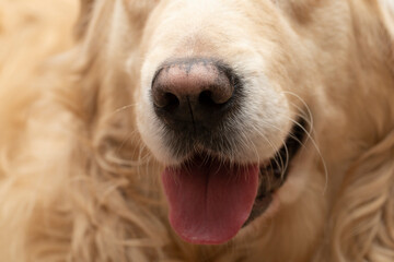 Dog's nose, close-up.Golden Retriever nose, close-up.