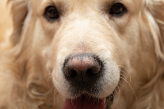 Dog's nose, close-up.Golden Retriever nose, close-up.