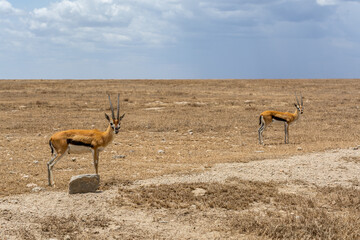 Wild Thomson's gazelles in serengeti national park