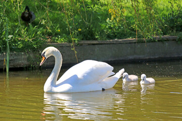 Swan and cygnets on the Tiverton Canal	