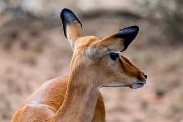 Wild Thomson's gazelles in serengeti national park