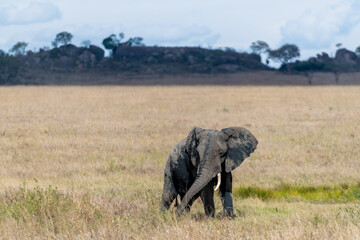 Wild elephant in Serengeti national park