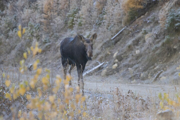canadian moose on road