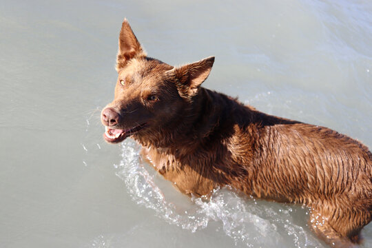 Australian kelpie dog