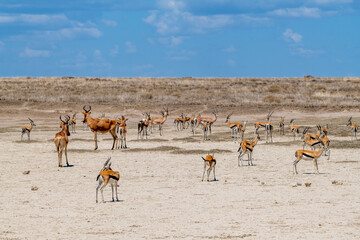 Fototapeta na wymiar Wild Thomson's gazelles in serengeti national park
