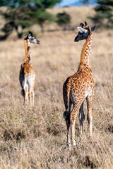 wild giraffes in Serengeti National Park in the heart of Africa