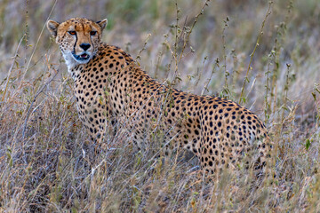 Wild cheetah in serengeti national park