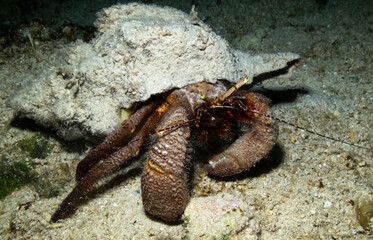 Giant Hermit