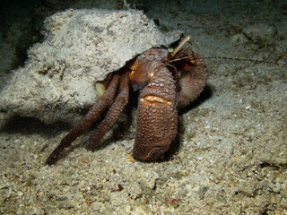 Giant Hermit Crab