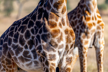 wild giraffes in Serengeti National Park in the heart of Africa