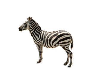 Beautiful striped African on white background. Wild animal