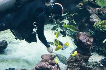 Diver feeds moray eel among yellow sea fish