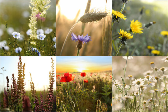 Collage with photos of different beautiful wild flowers