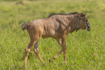 Calf of blue wildebeest, common wildebeest, or brindled gnu - onnochaetes taurinus taurinus staying on the green grassland. Photo from Kruger National Park in South Africa.