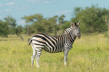 Fototapeta na wymiar plains zebra - Equus quagga - standing on savannah with green background. Photo from Kruger National Park in South Africa.