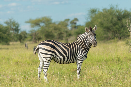 plains zebra - Equus quagga - standing on savannah with green background. Photo from Kruger National Park in South Africa.