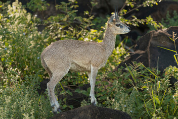 Klipspringer - Oreotragus oreotragus, male on the rock. Photo from Kruger National Park in South Africa.