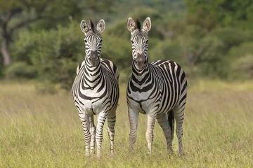 Foto op Canvas Two plains zebras - Equus quagga - standing on savannah with green background. Photo from Kruger National Park in South Africa. © PIOTR