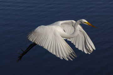 Egret take off