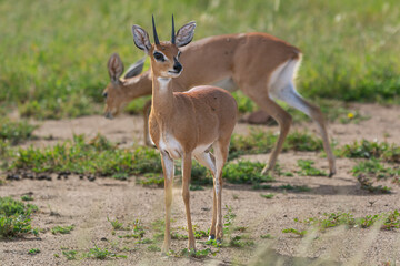 Pair of cute steenboks - Raphicerus campestris - with green vegetation in background. Photo from Kruger National Park.