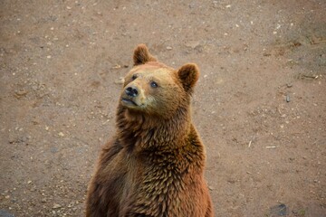 Bear in the field