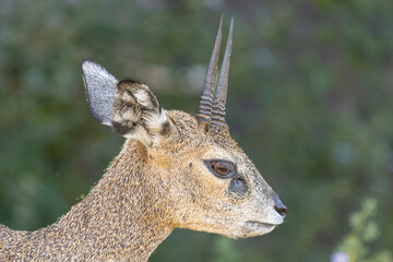 Klipspringer - Oreotragus oreotragus, portrait of male with dark green background. Photo from Kruger National Park in South Africa.