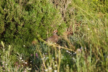 Partridges in Spain