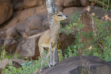 Klipspringer - Oreotragus oreotragus, male on the rock. Photo from Kruger National Park in South Africa.