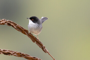 Sardinian warbler male (Sylvia melanocephala).