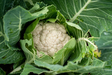 cauliflower growing in the ground. close up